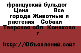 француский бульдог › Цена ­ 40 000 - Все города Животные и растения » Собаки   . Тверская обл.,Конаково г.